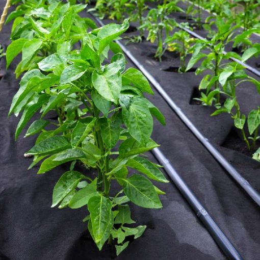 Picture of Weed Control Woven Fabric 1M x 50M -120gm