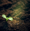 Core Topsoil
